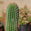 Trumpet Flower Cactus &