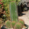 Trumpet Flower Cactus &