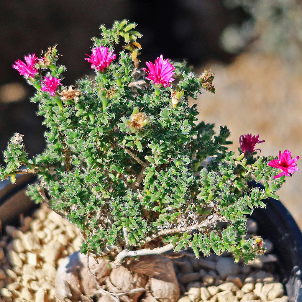 Trichodiadema bulbosom