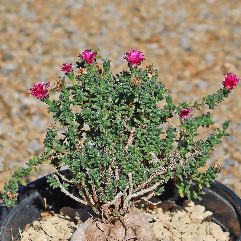 Trichodiadema bulbosom