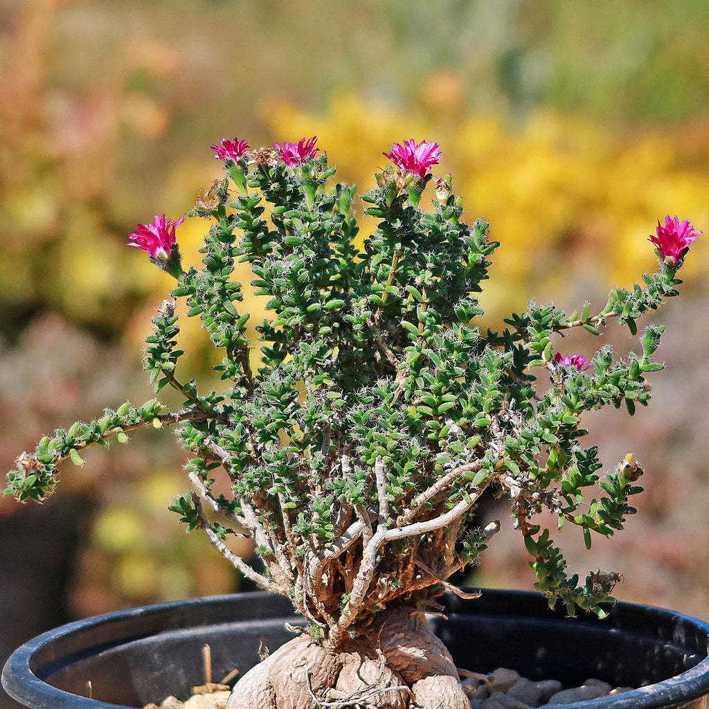 Trichodiadema bulbosom