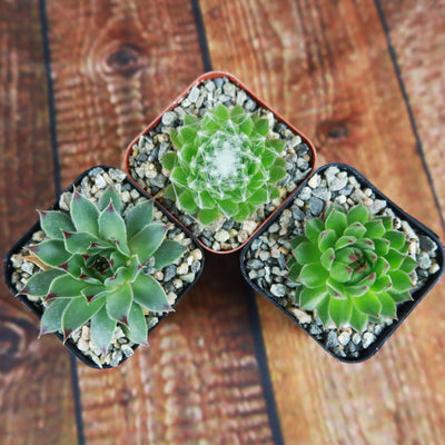 Sempervivum ‘Chick Charms Trio’