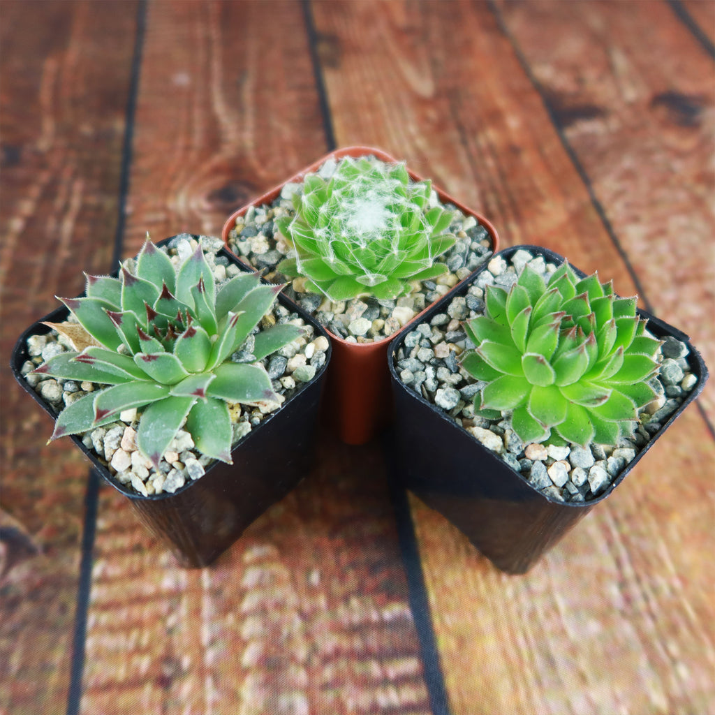 Sempervivum ‘Chick Charms Trio’