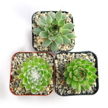 trio of succulents Shop 'Sempervivum Chick Charms Trio' For Sale