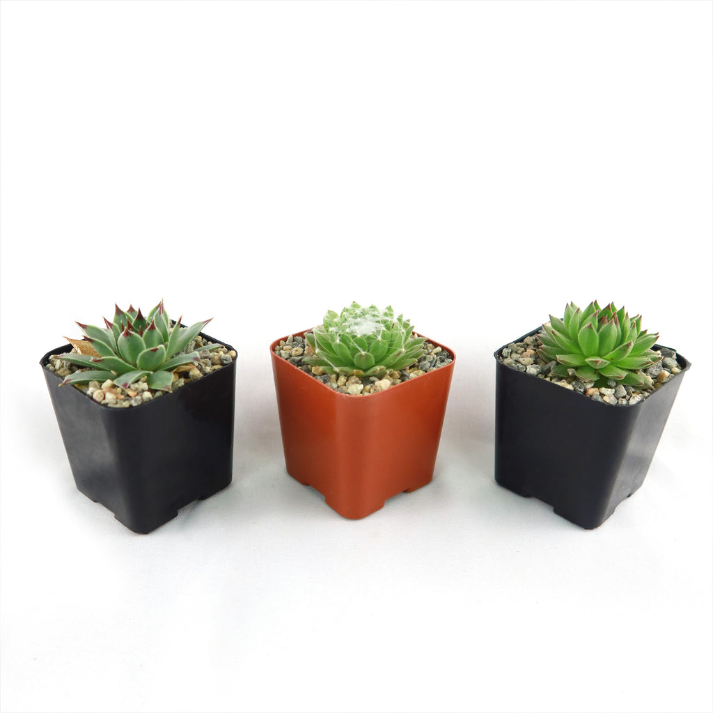 Sempervivum ‘Chick Charms Trio’