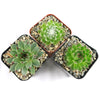 Sempervivum ‘Chick Charms Trio’