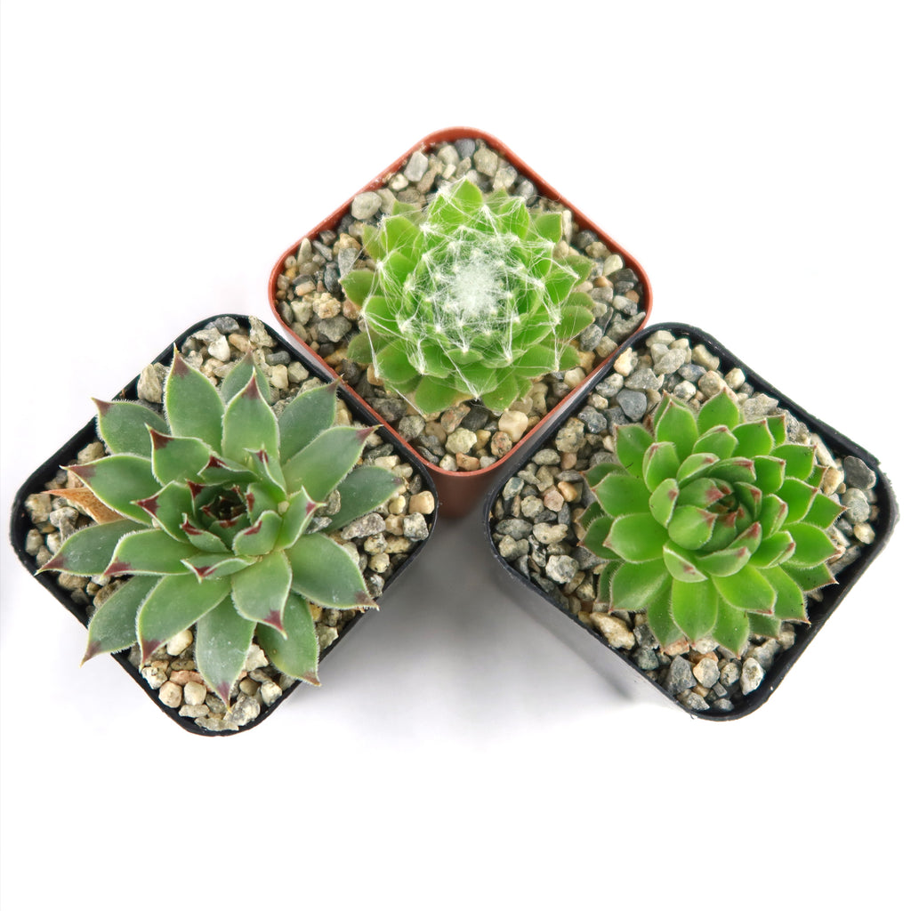 Sempervivum ‘Chick Charms Trio’