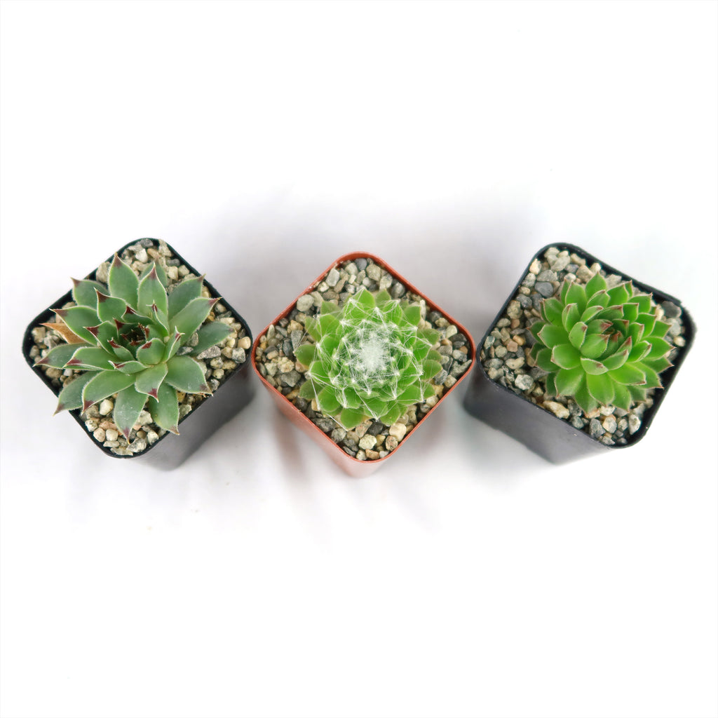 Sempervivum ‘Chick Charms Trio’