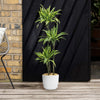 Triple ‘Lemon Lime’ Dracaena