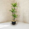 Triple ‘Lemon Lime’ Dracaena