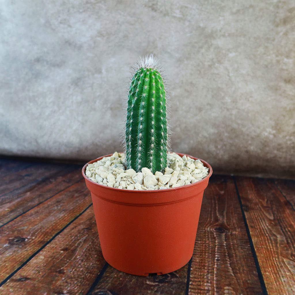 Trixantocereus blossfeldiorum