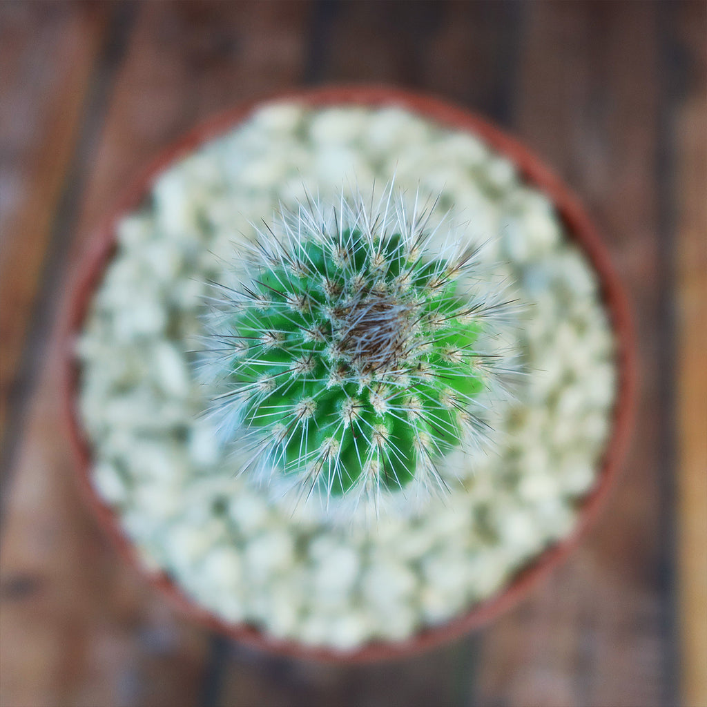 Trixantocereus blossfeldiorum