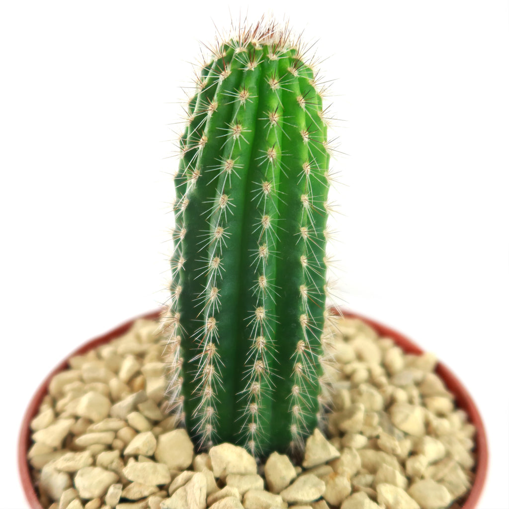 Trixantocereus blossfeldiorum