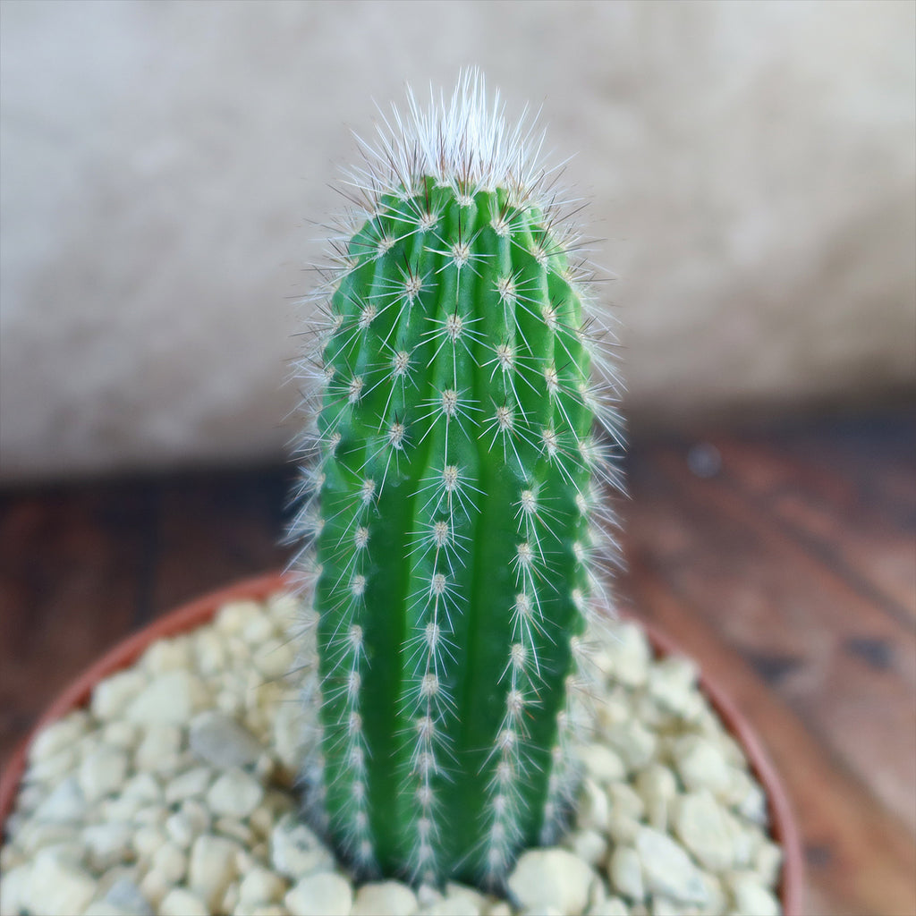 Trixantocereus blossfeldiorum