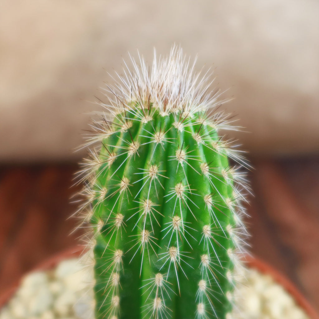 Trixantocereus blossfeldiorum