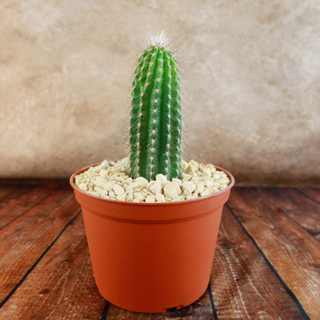 Trixantocereus blossfeldiorum