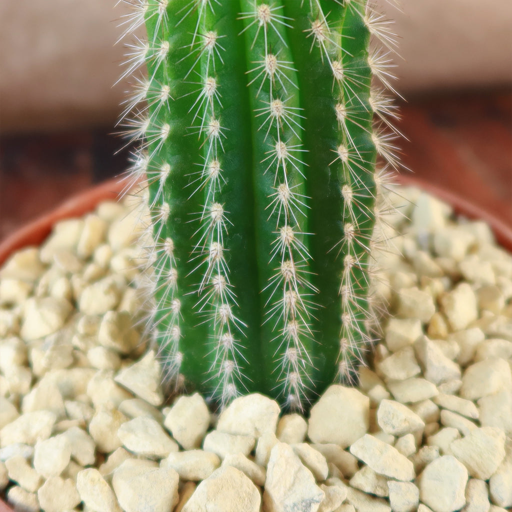 Trixantocereus blossfeldiorum