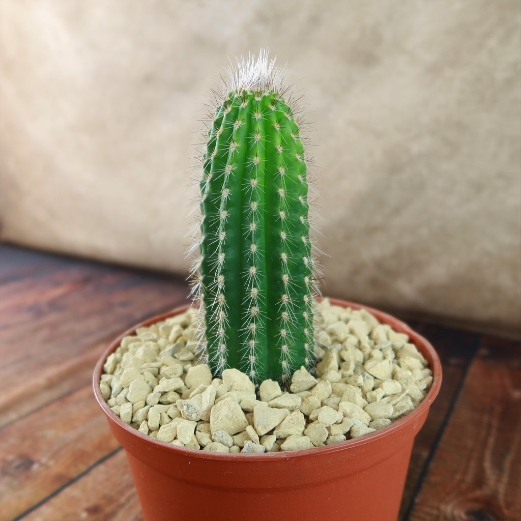 Trixantocereus blossfeldiorum