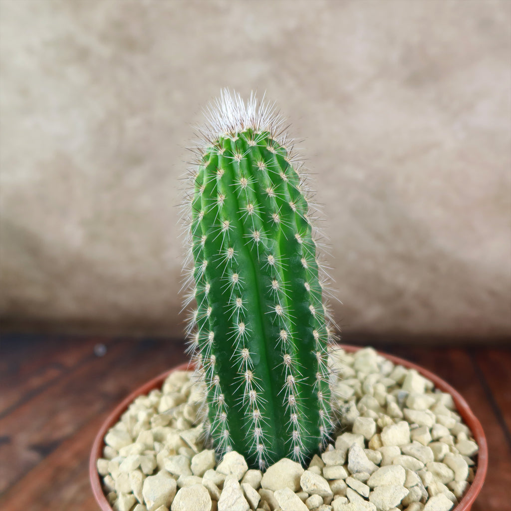 Trixantocereus blossfeldiorum