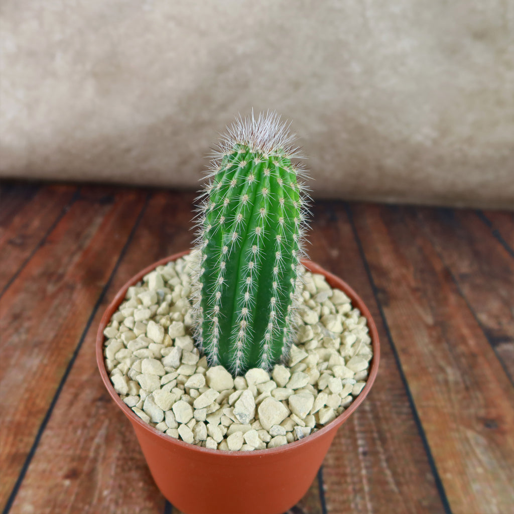 Trixantocereus blossfeldiorum