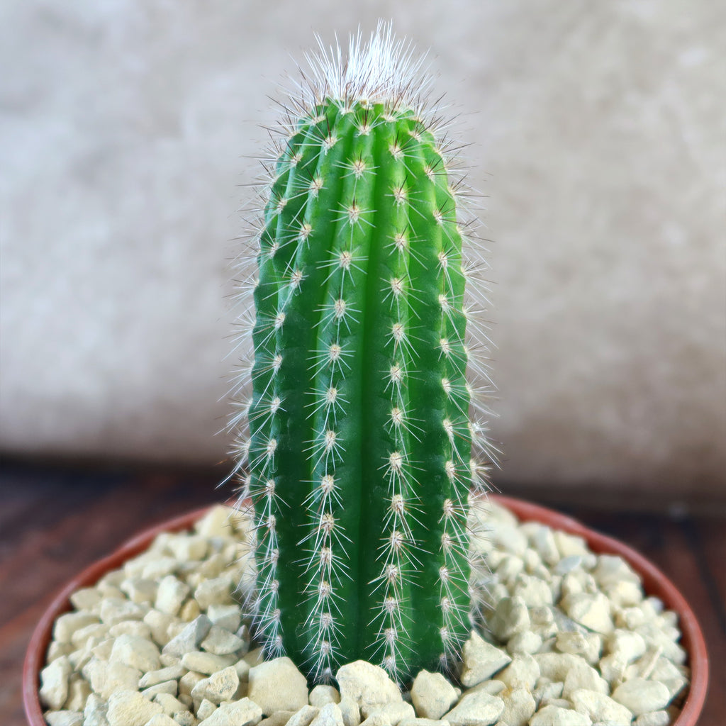 Trixantocereus blossfeldiorum