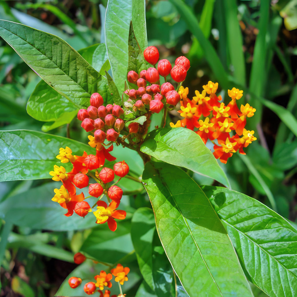 Tropical Milkweed ‘Asclepias curassavica’