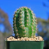 Trumpet Flower Cactus &