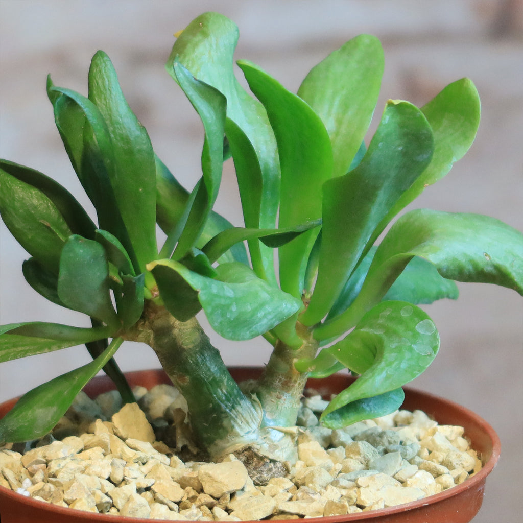 Butter Tree - Tylecodon paniculatus