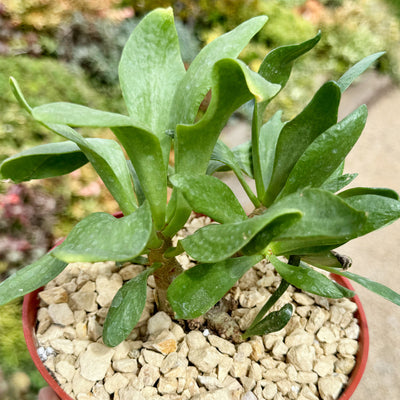 Butter Tree - Tylecodon paniculatus