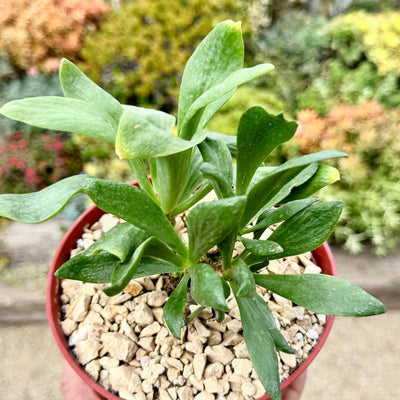 butter tree succulent Buy 'Butter Tree - Tylecodon paniculatus' Care and Growing Guide