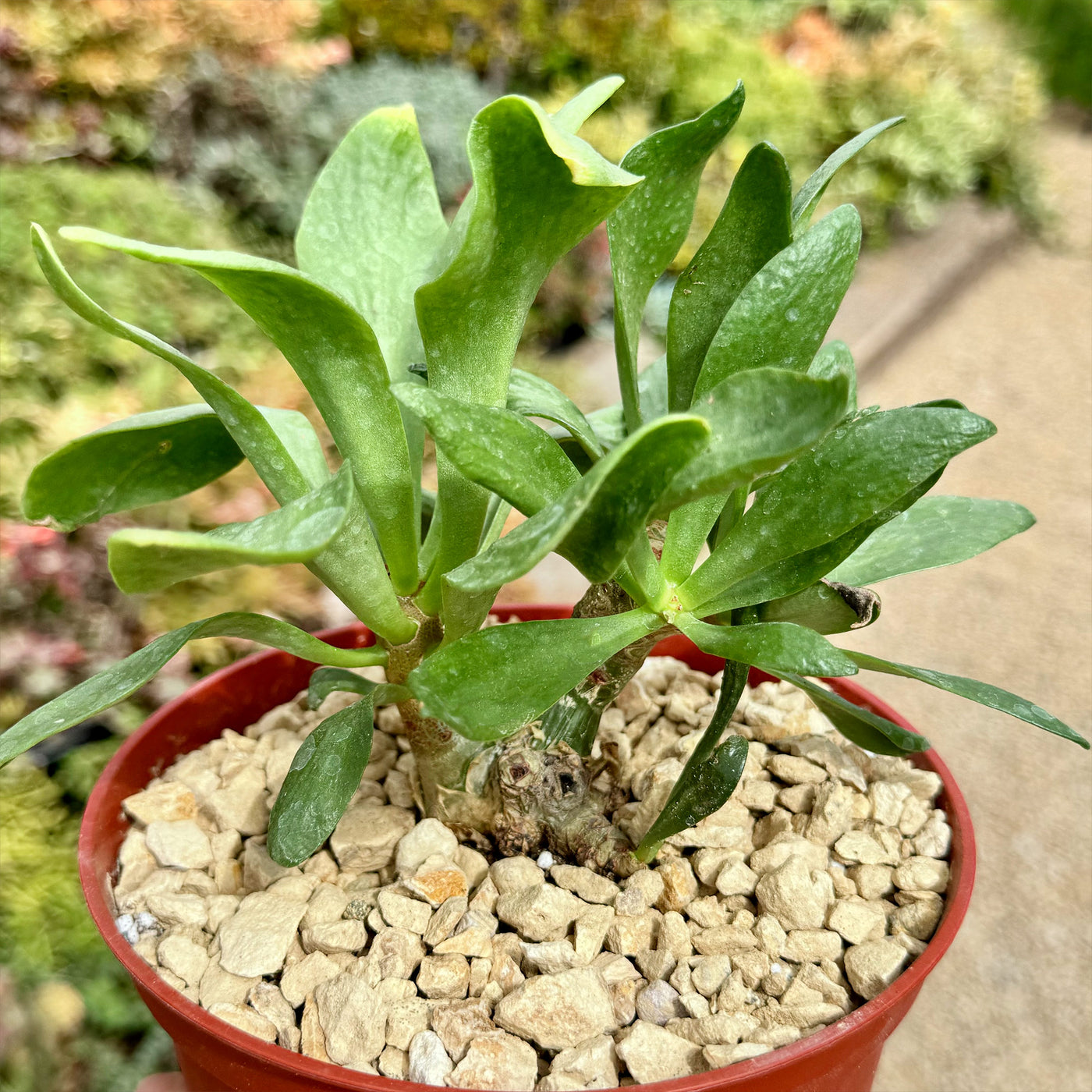 Butter Tree - Tylecodon paniculatus