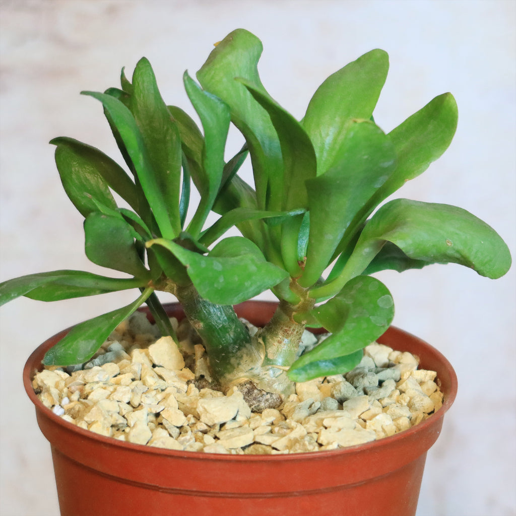 Butter Tree - Tylecodon paniculatus