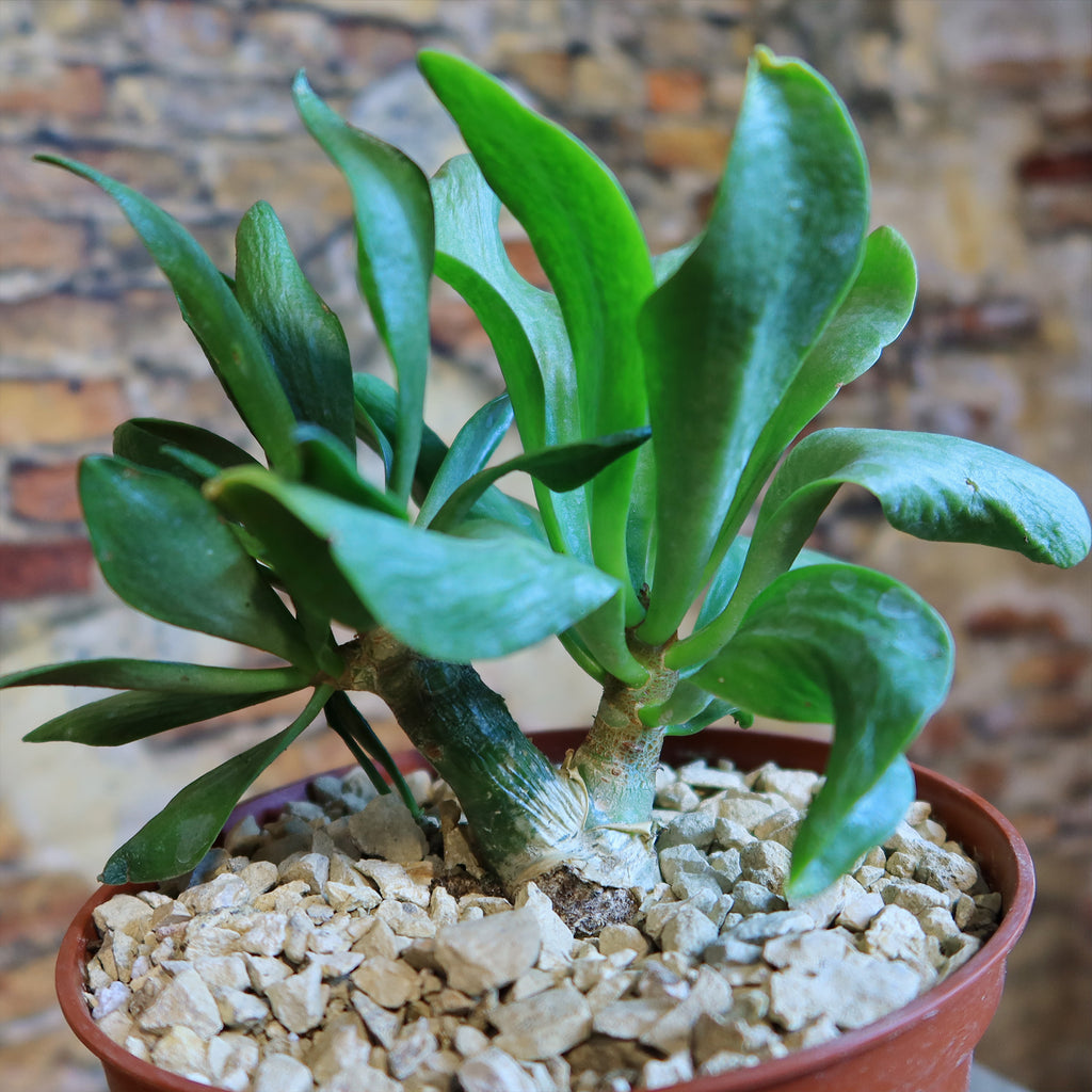 Butter Tree - Tylecodon paniculatus