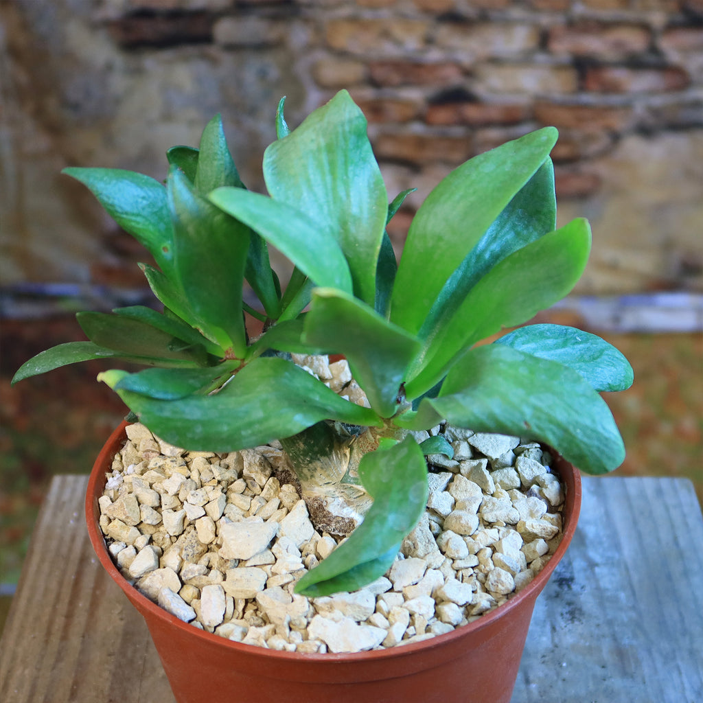 Butter Tree - Tylecodon paniculatus