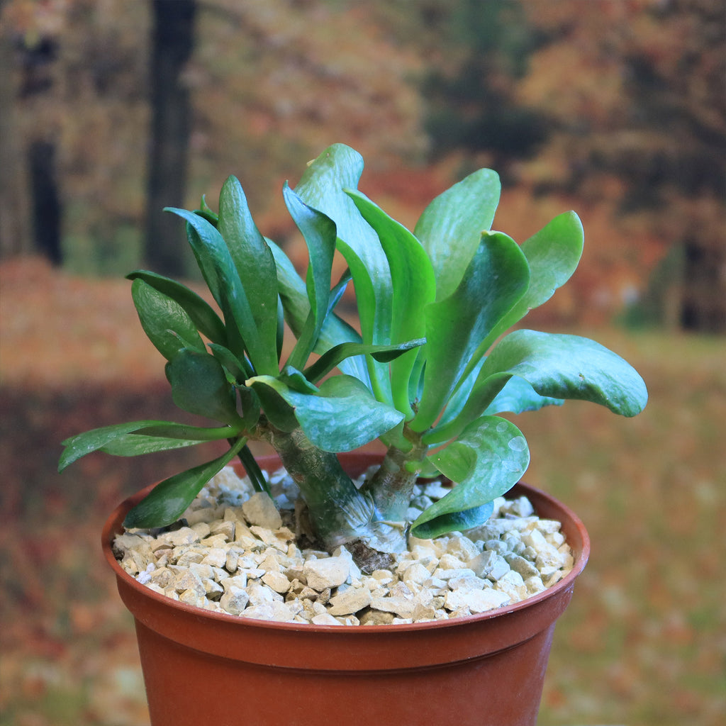 Butter Tree - Tylecodon paniculatus