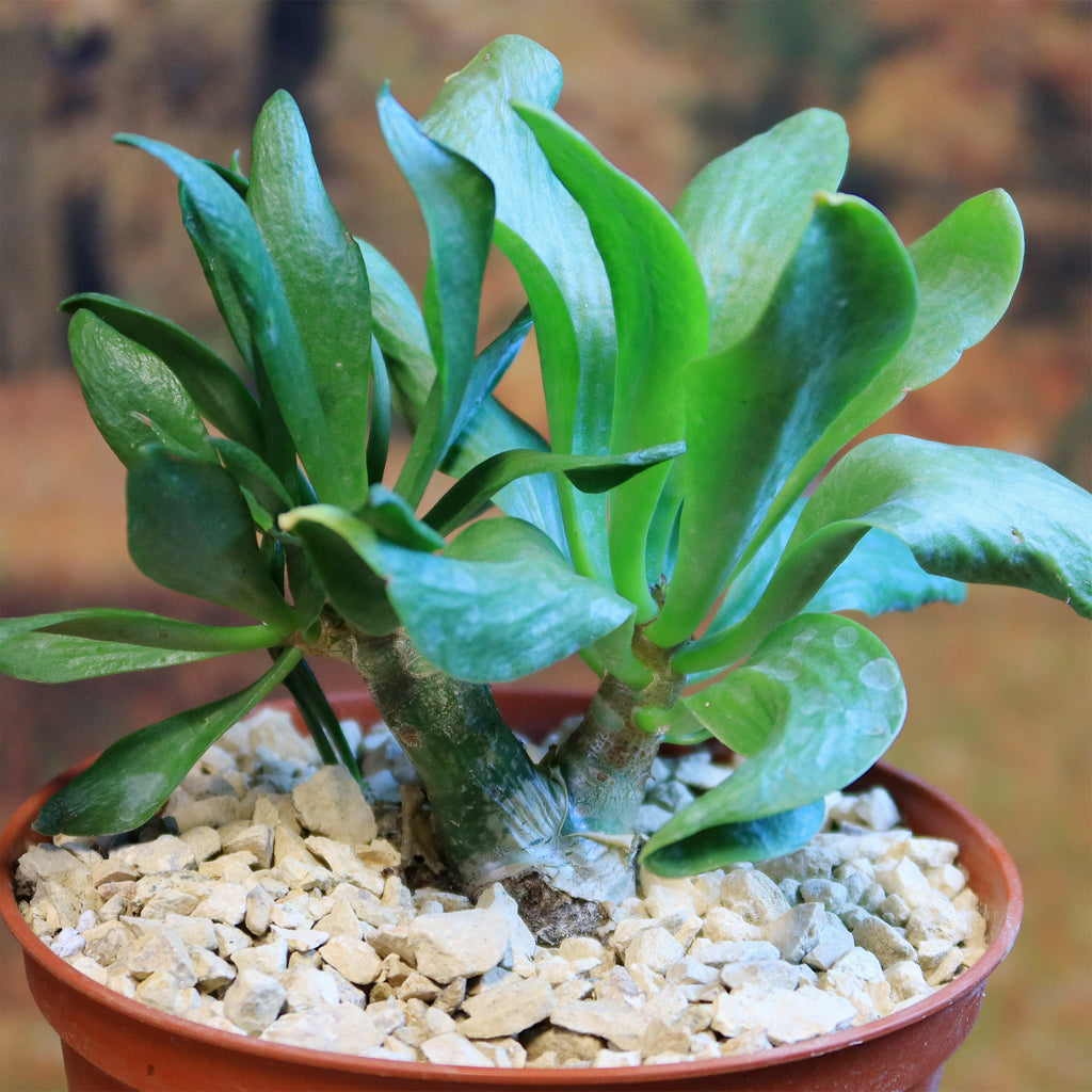 Butter Tree - Tylecodon paniculatus