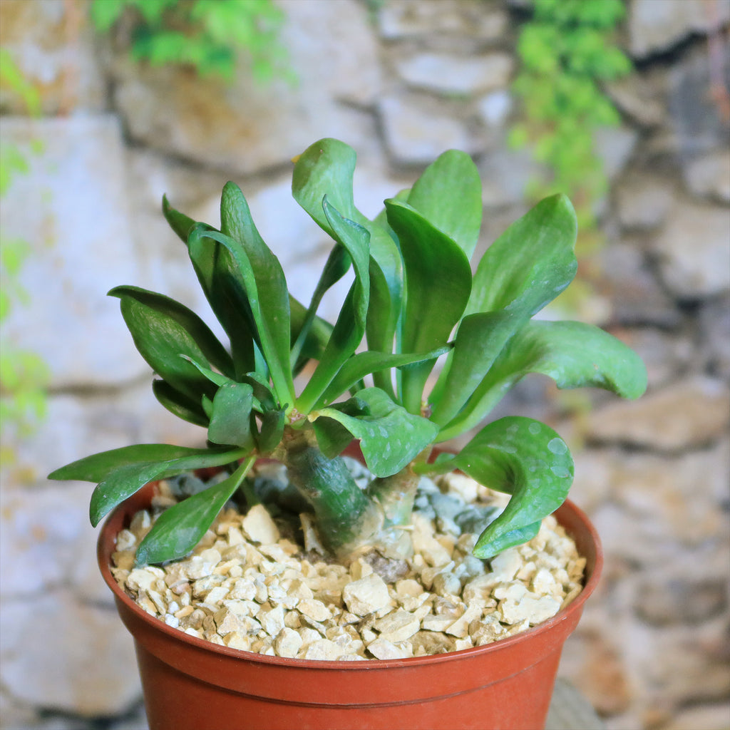 Butter Tree - Tylecodon paniculatus