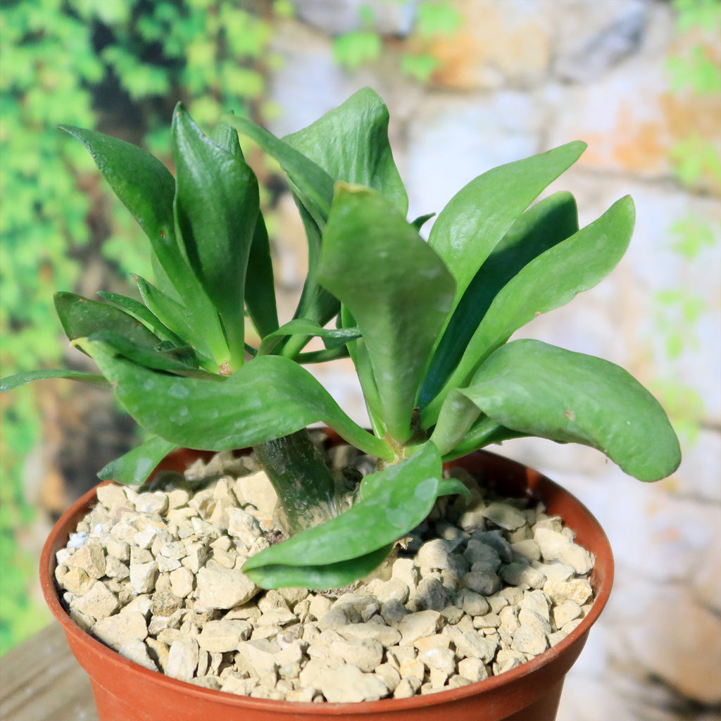 Butter Tree - Tylecodon paniculatus