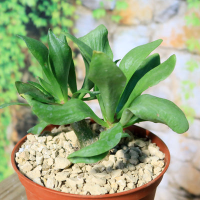 butter tree succulent Butter Tree