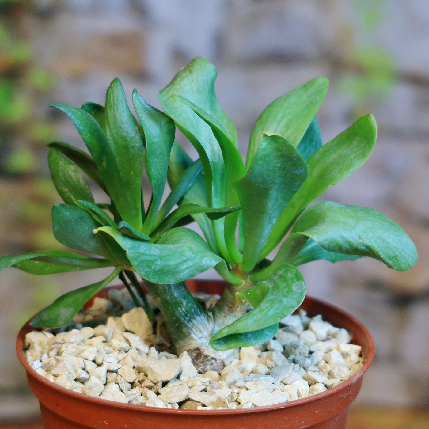butter tree succulent Buy 'Butter Tree - Tylecodon paniculatus' Care and Growing Guide