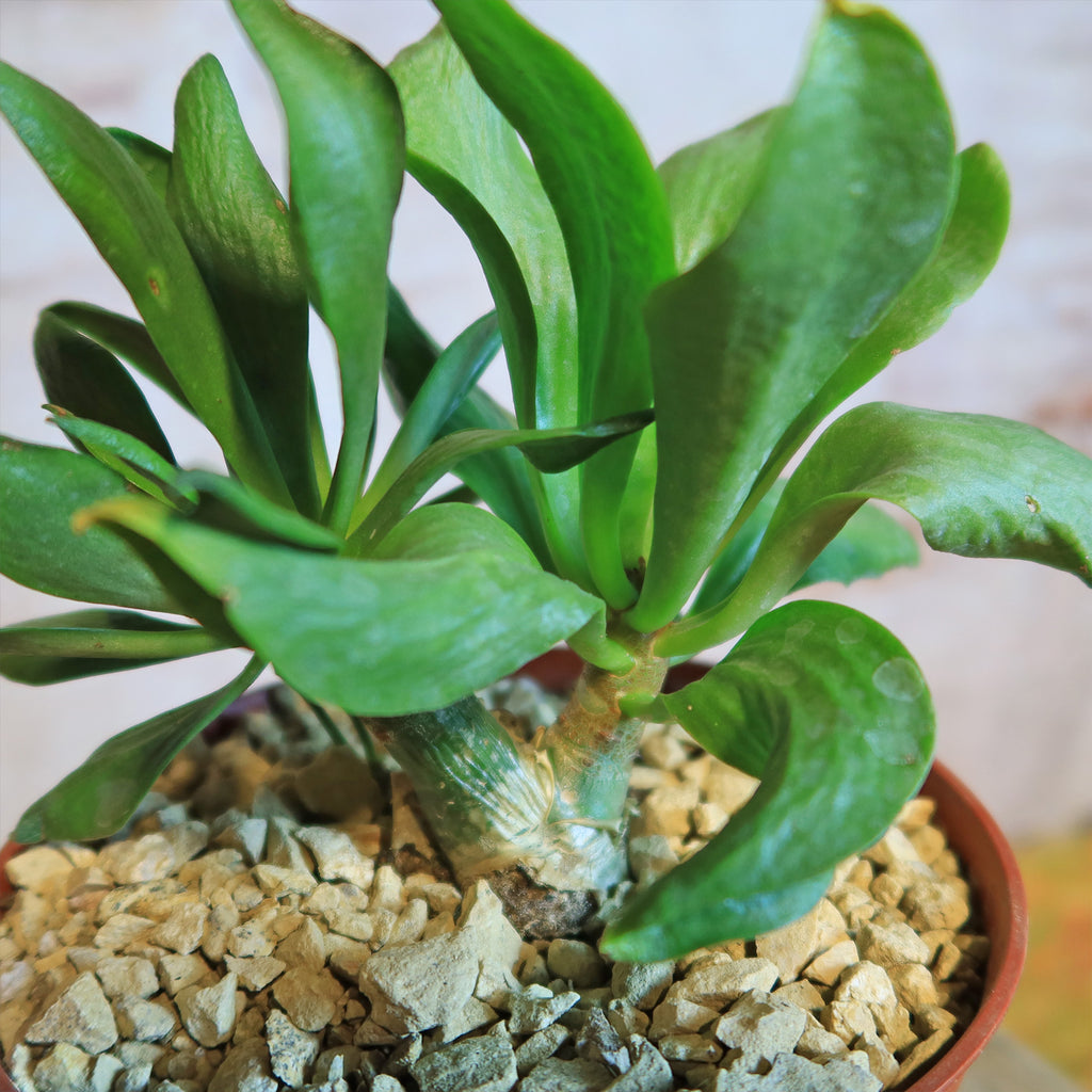 Butter Tree - Tylecodon paniculatus