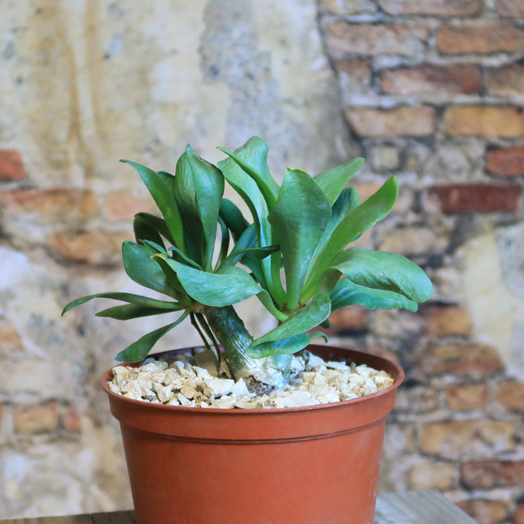 Butter Tree - Tylecodon paniculatus