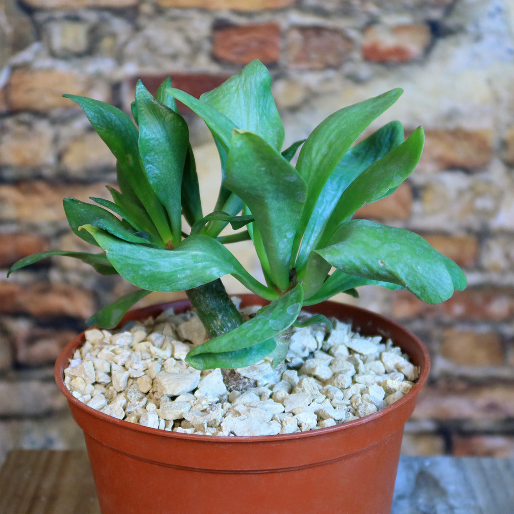 Butter Tree - Tylecodon paniculatus