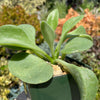 Tylecodon hirtifolius