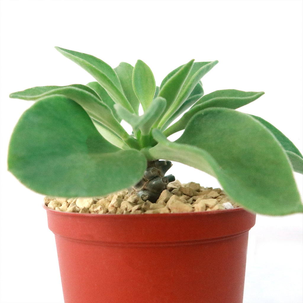 Tylecodon hirtifolius