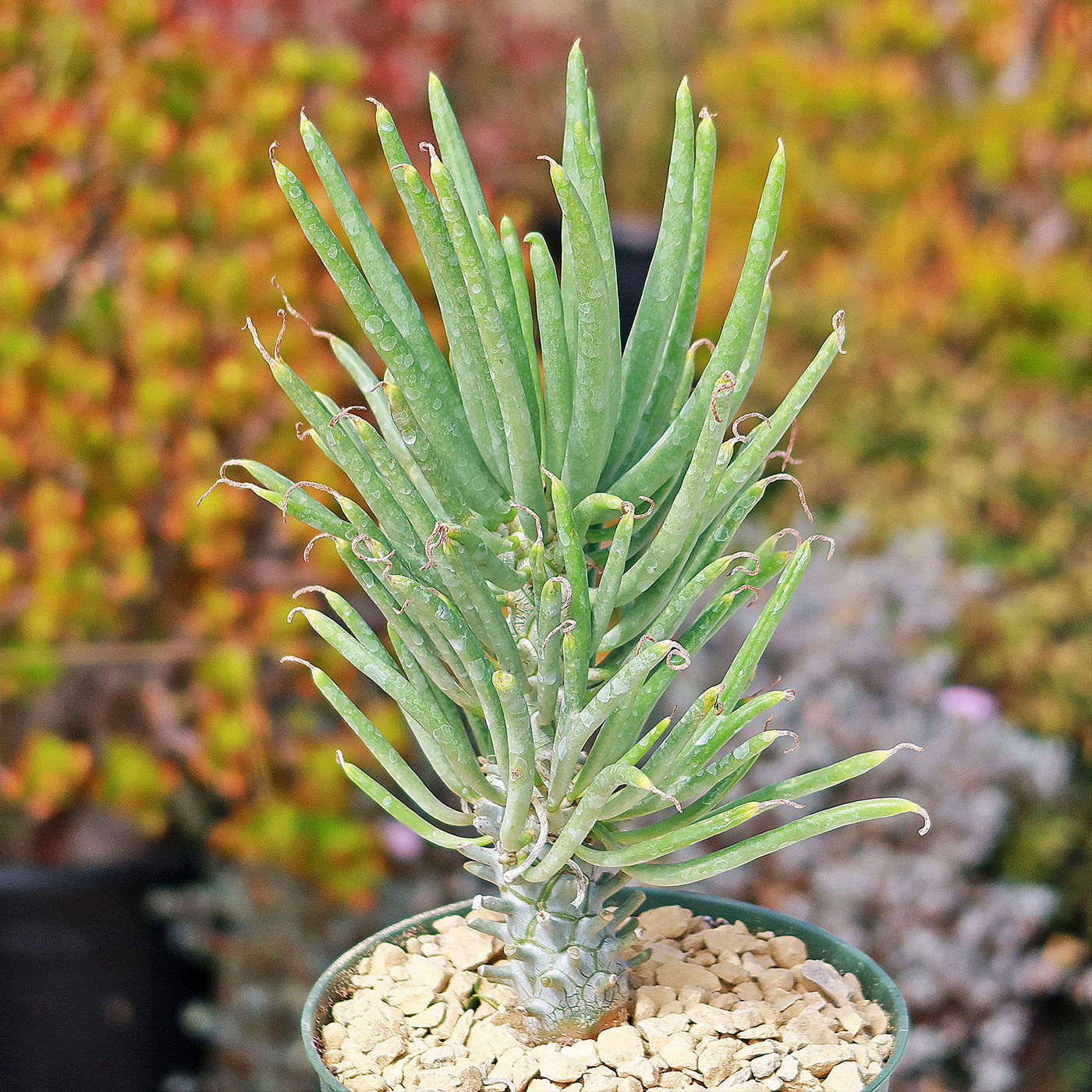 succulent grew long stem Tylecodon Wallichii | Purchase Online