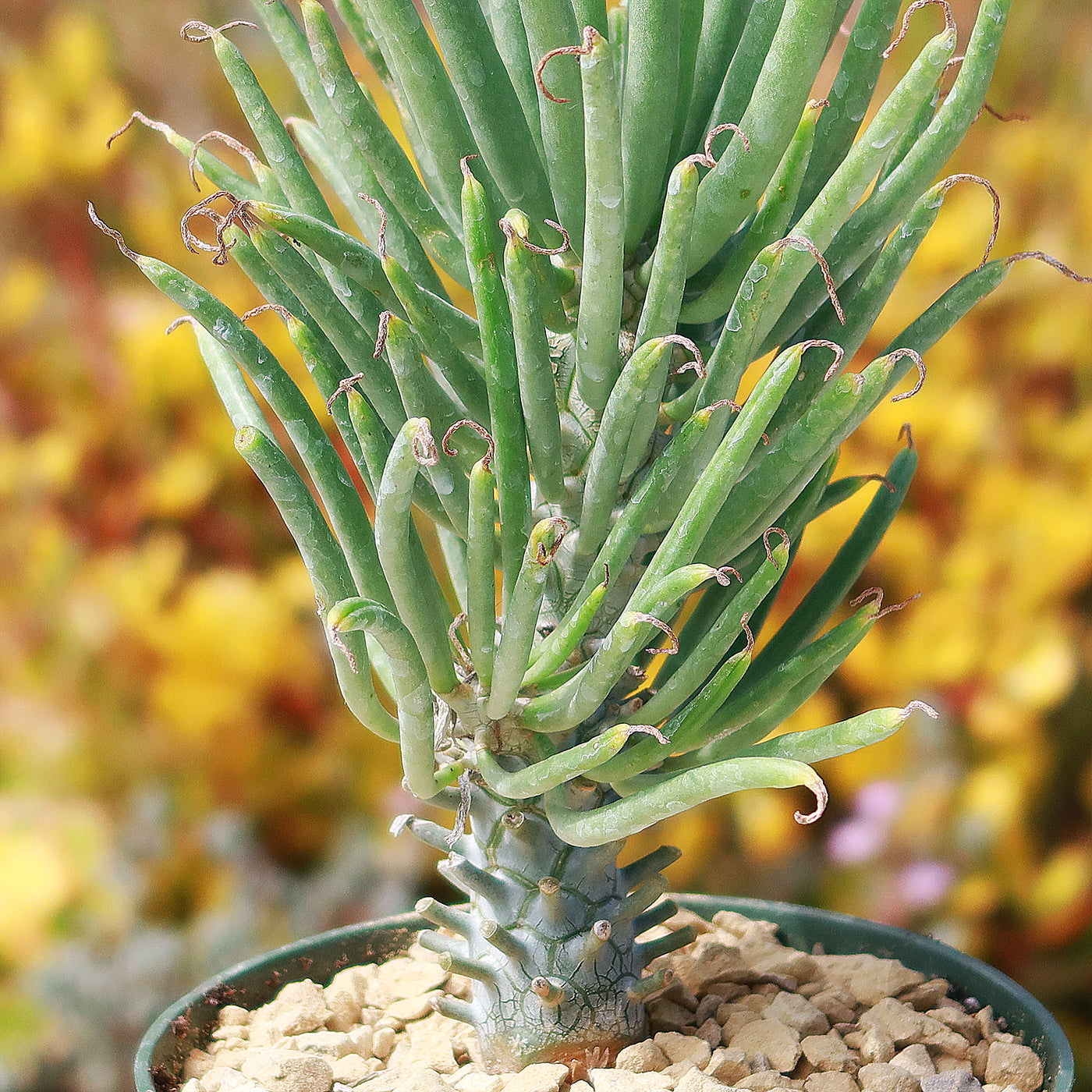 succulent with thick stem Tylecodon wallichii