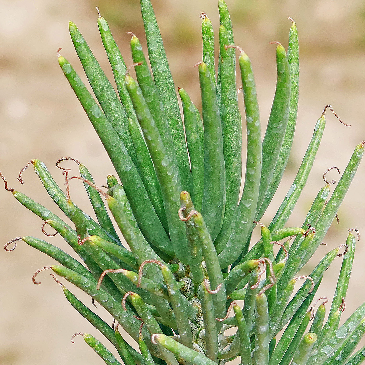 long thin succulent leaves Tylecodon Wallichii | Purchase Online