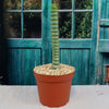 Unicorn cactus - Eulychnia castanea &