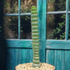 Unicorn cactus - Eulychnia castanea &